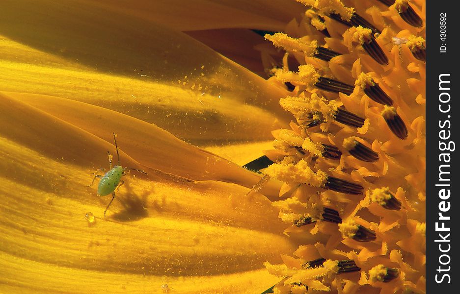Close up view of the yellow sunflower
and green louse
