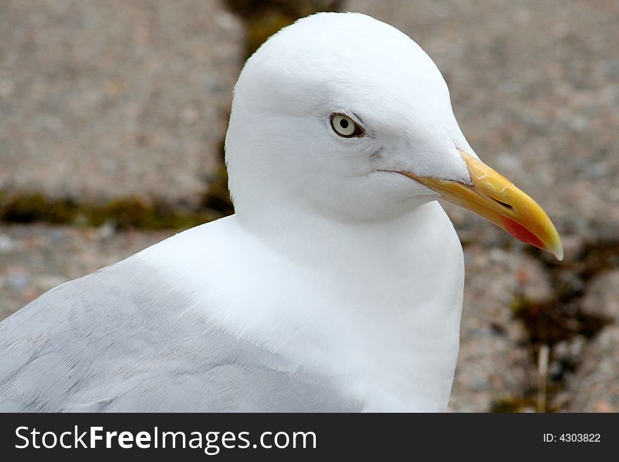 A Seagull in a Closeup on a harbour in Western Scotland.