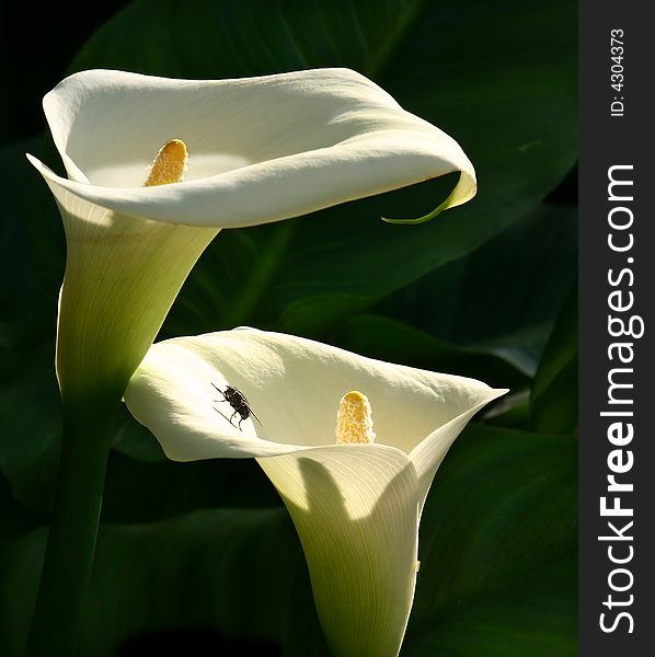 Zantedeschia Aethiopica With House Fly
