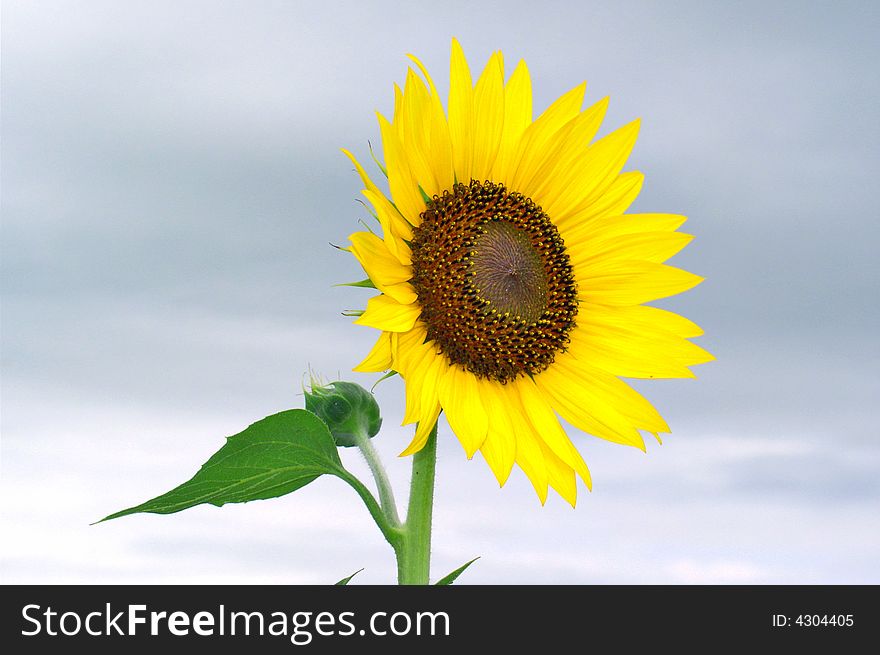 Photo of beautiful colorful sunflower. Photo of beautiful colorful sunflower