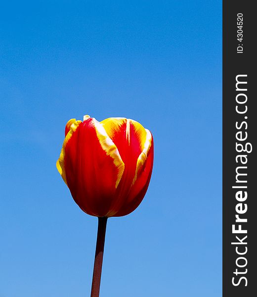 A single red and yellow tulip brightly lit over a clear sky. A single red and yellow tulip brightly lit over a clear sky