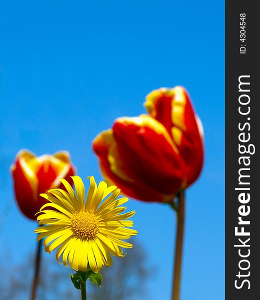 Vivid red tulips with a yellow daisy in front over a bright blue sky