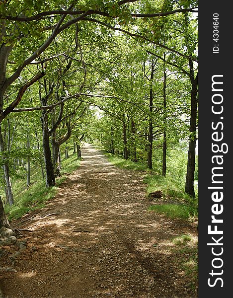 Path in the green forest at ridge (Matra - Hungary). Path in the green forest at ridge (Matra - Hungary).