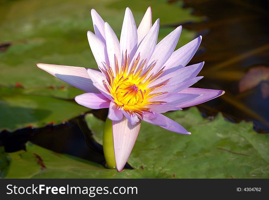 This photo show a violet ninfea in full bloom in the lake. This photo show a violet ninfea in full bloom in the lake