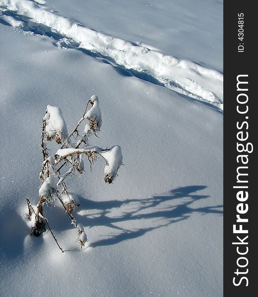 Survivor bush in a cold winter time. Survivor bush in a cold winter time