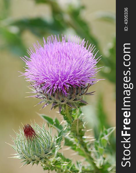 Green thistle with violet flower & bud. Green thistle with violet flower & bud