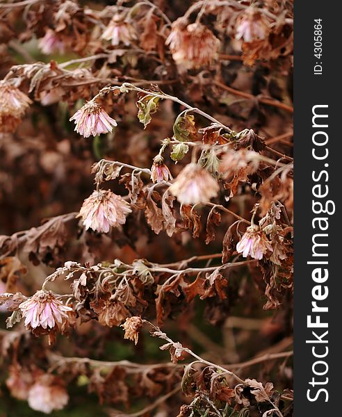Background of dried flower - autumn. Background of dried flower - autumn
