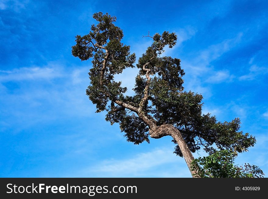 A lonely crooked tree on a blue cloudless background