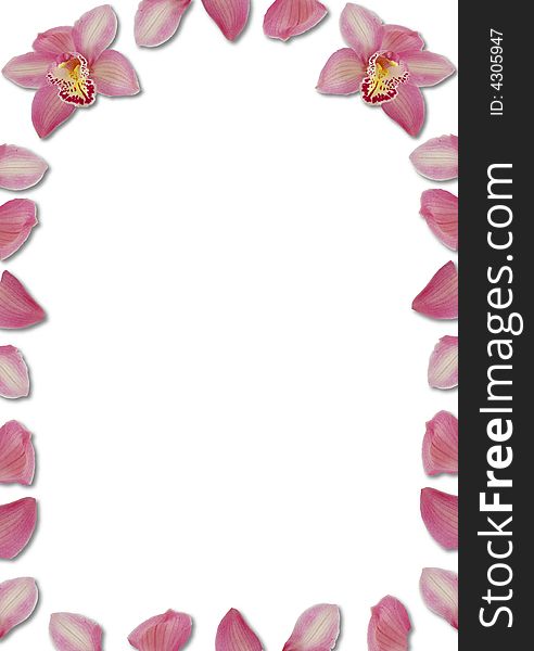 Pink arching orchid petal border on white. Pink arching orchid petal border on white