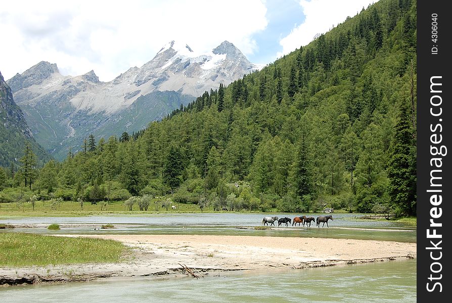 Five horses crossing the stream in a valley. Five horses crossing the stream in a valley