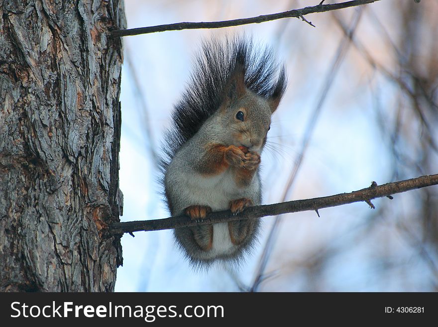 Squirrelr eats on a branch in the winter