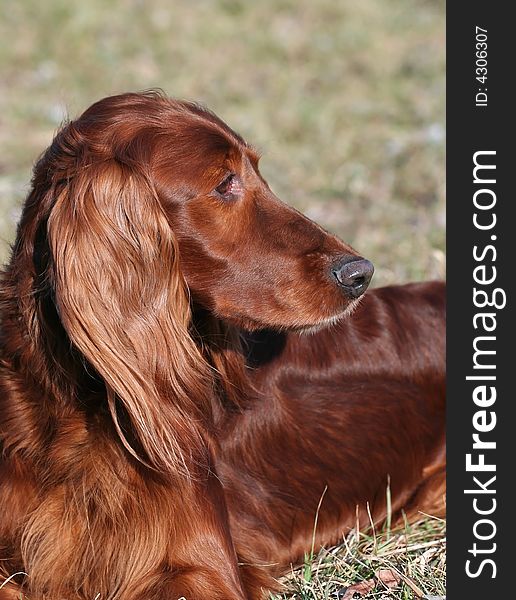 Irish Red Setter looks out