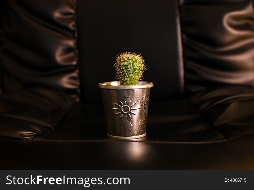 Cactus on a leather chair