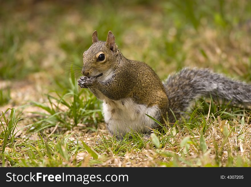 A Gray Squirrel eating or chewing on an objrct
