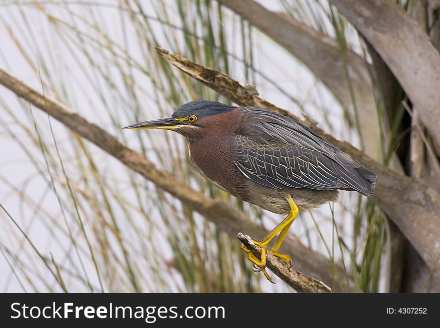 Green Heron perched