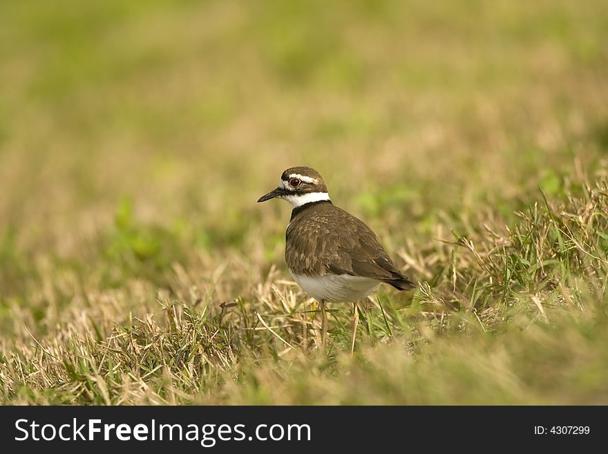 A Killdeer hunting in a field for small bugs and food for lunch. A Killdeer hunting in a field for small bugs and food for lunch