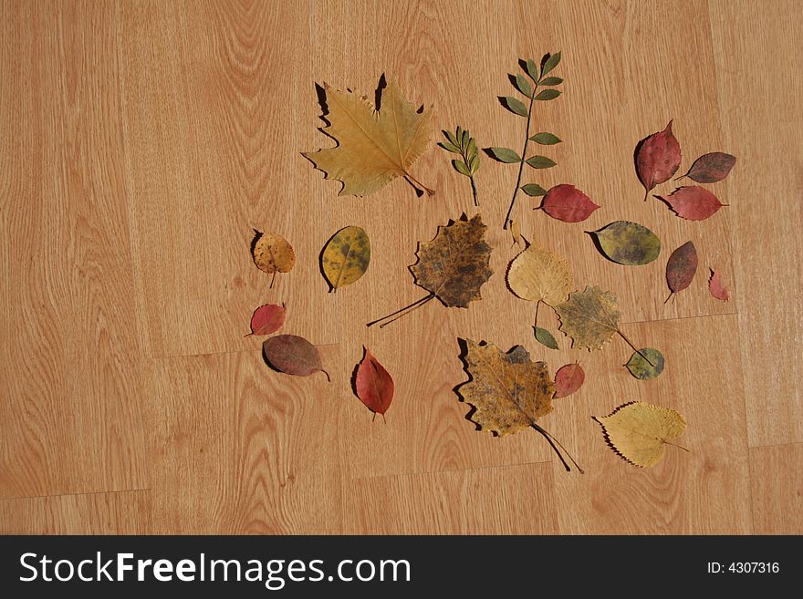 Various leaves on a wooden floor with direct sunlight