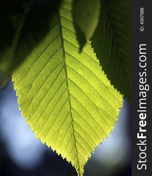 Elm leaf backlit by strong summer sunlight framed by blue sky. Elm leaf backlit by strong summer sunlight framed by blue sky