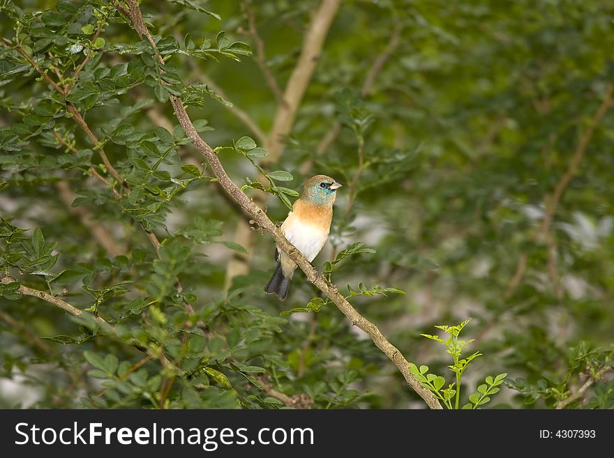 Lazuli Bunting perched in a tree