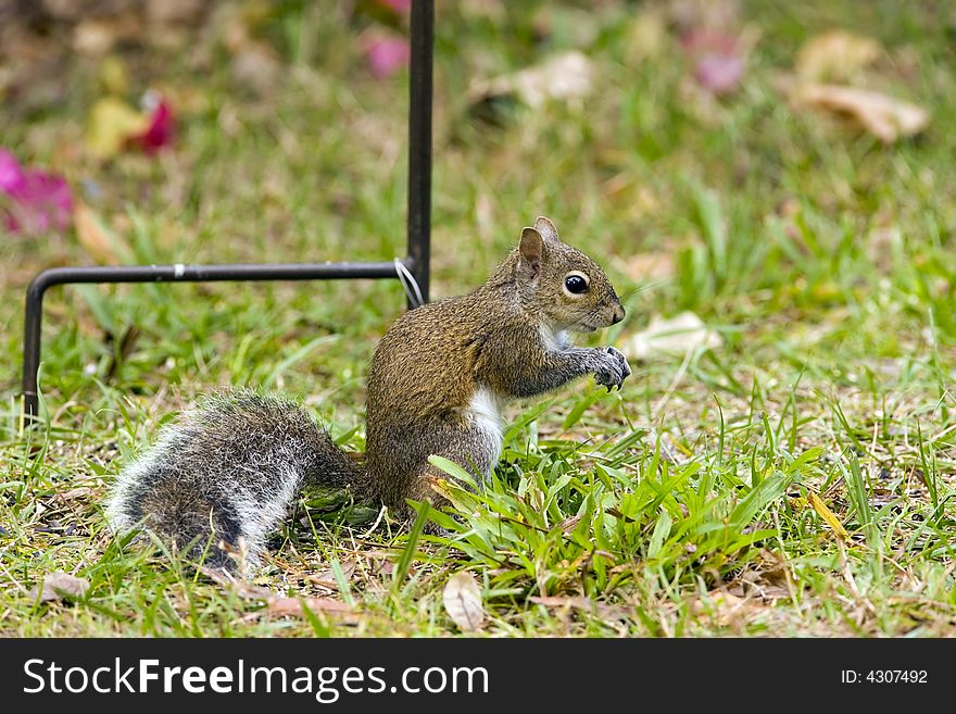 A Gray Squirrel has an object in his paws that he is playing with. A Gray Squirrel has an object in his paws that he is playing with