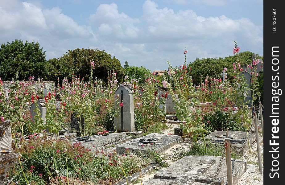 Old neglected cemetery,now kingdom of flowers. Old neglected cemetery,now kingdom of flowers