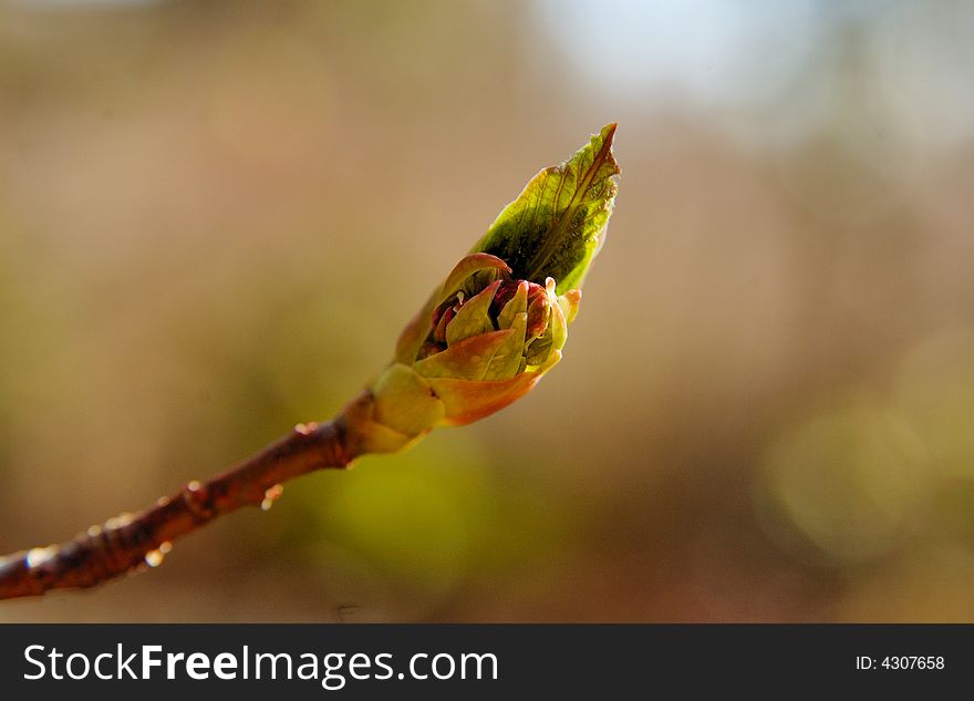 Bud with new leaf on the spring