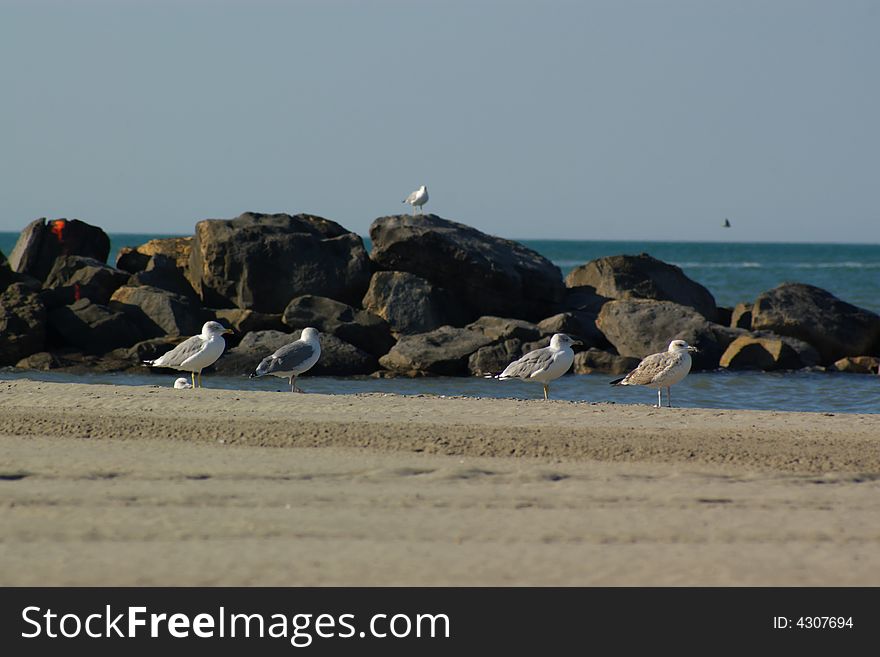 Seagulls On Pier Stones