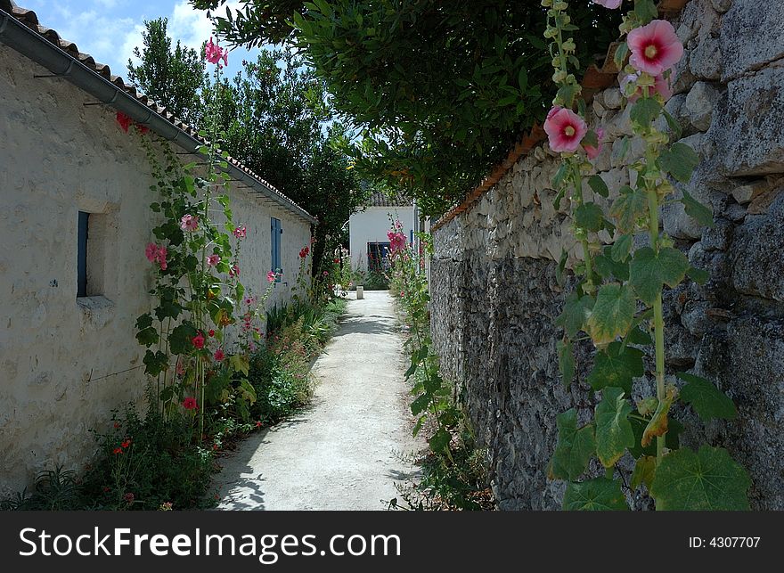Path between two houses with flowering of wild roses