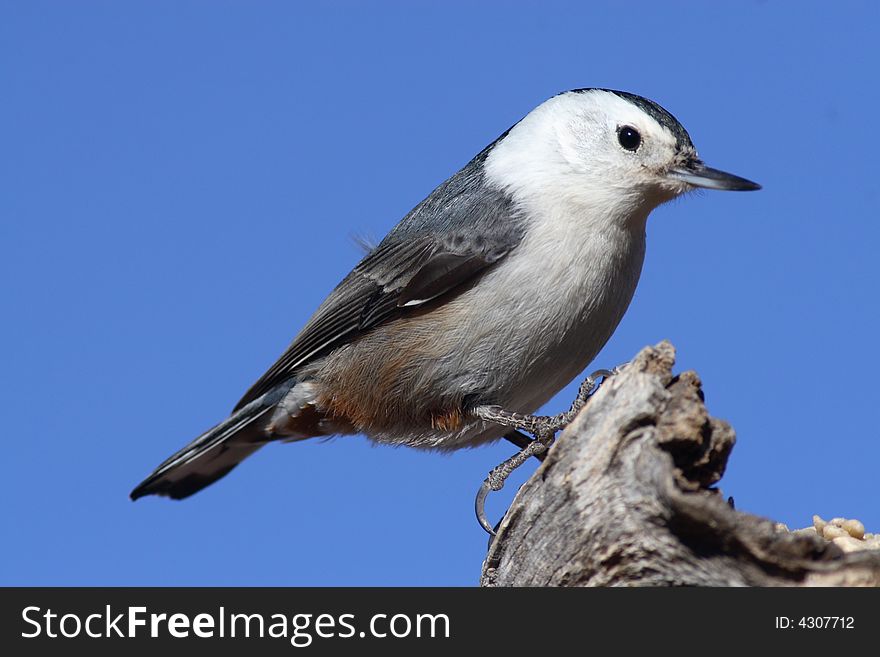 White-breasted nuthatch on an old tree
