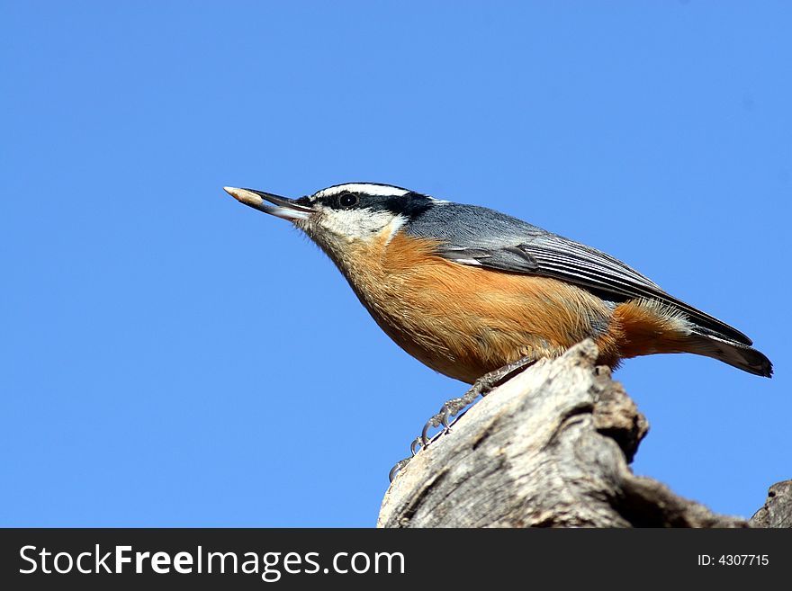 Red-breasted nuthatch against a blue sky. Red-breasted nuthatch against a blue sky