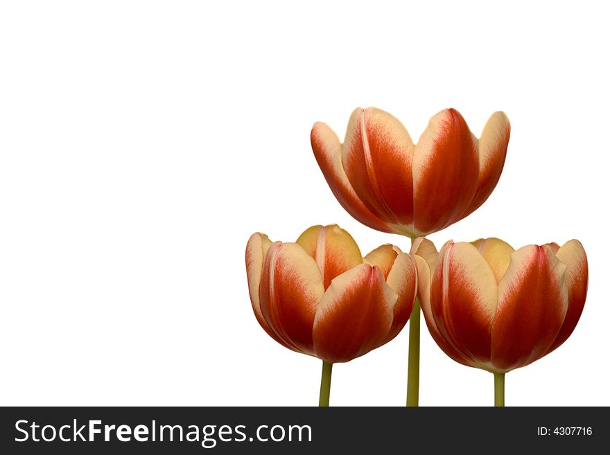 Three blooming red and yellow tulips isolated over white. Three blooming red and yellow tulips isolated over white