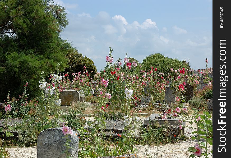Old neglected cemetery,now kingdom of flowers. Old neglected cemetery,now kingdom of flowers