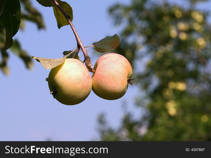 Ripe beautiful apples on a branch in a garden