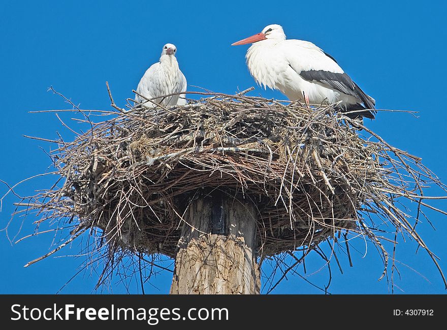 Couole of white storks on the nest. Couole of white storks on the nest
