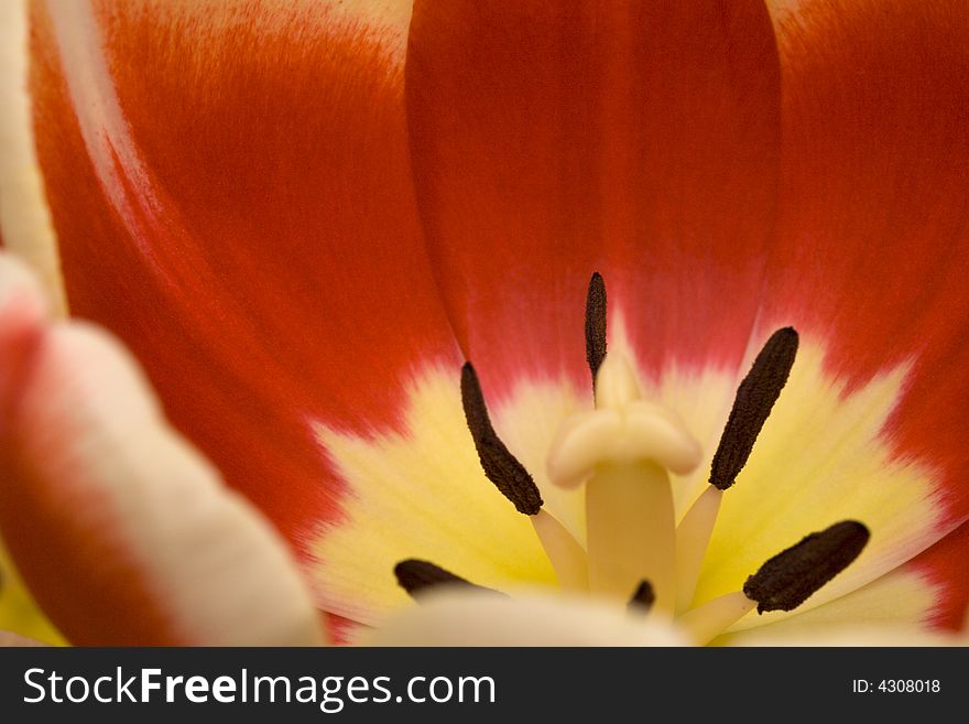 Close-up view of red and yellow tulip. Close-up view of red and yellow tulip