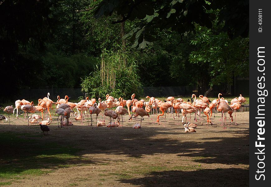 A photo of several flamingos living is a zoo of Frankfurt , Germany . A photo of several flamingos living is a zoo of Frankfurt , Germany .