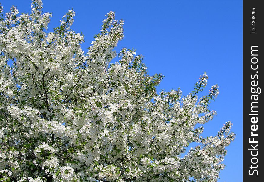 Blossoming white flower cherry trees in spring. Blossoming white flower cherry trees in spring