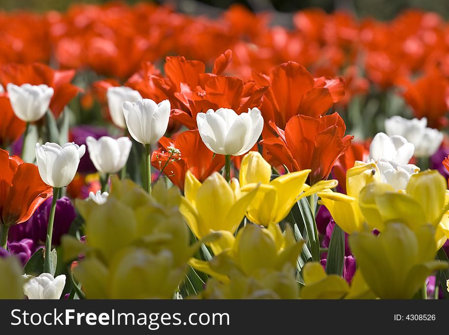 Multicolour tulips makes a fantastic spring time background