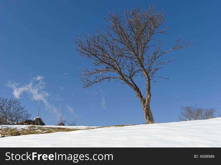 Lonely tree in a cold winter