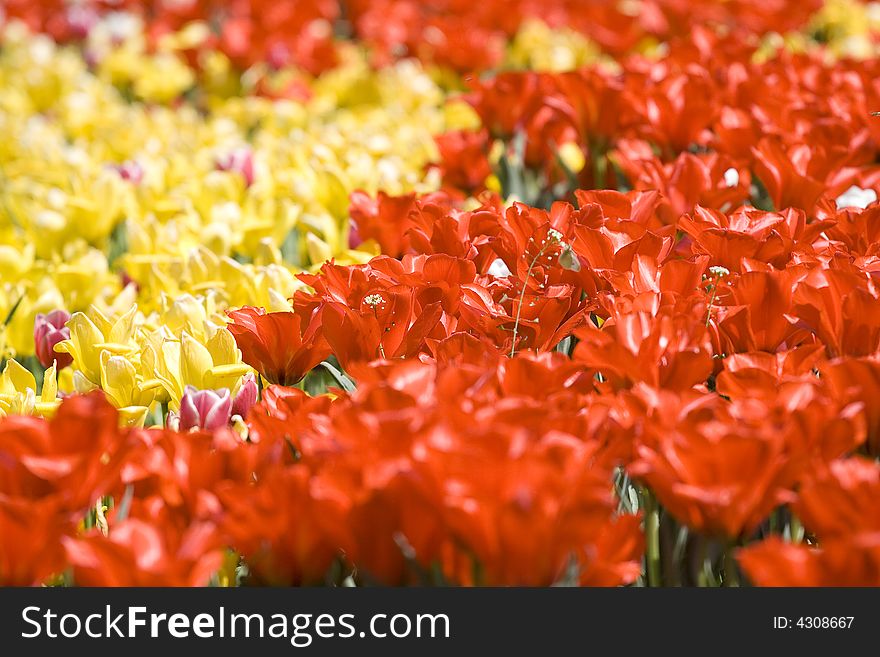 Multicolour tulips makes a fantastic spring time background. Multicolour tulips makes a fantastic spring time background