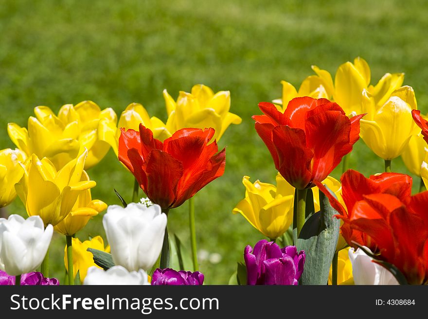 Multicolour tulips makes a fantastic spring time background