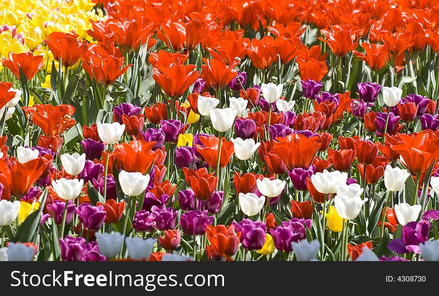 Multicolour tulips makes a fantastic spring time background