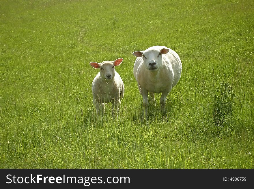 Two sheep grazing in field