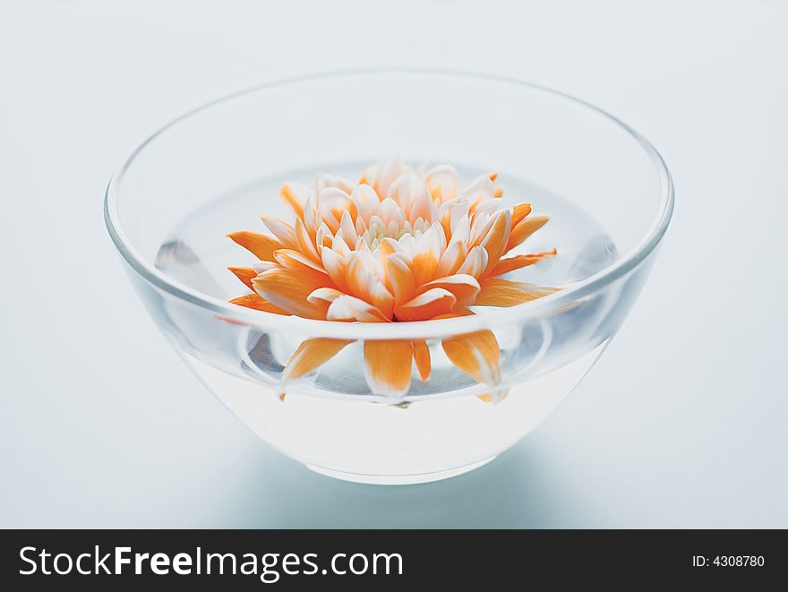 Orange flower floating on water. Orange flower floating on water