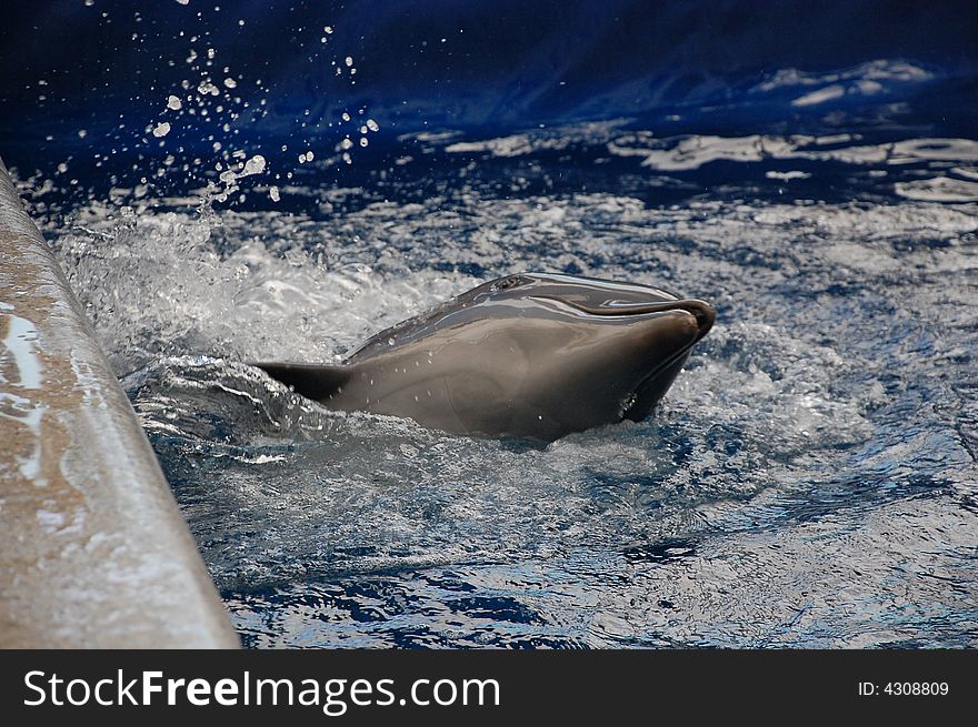 Sparks of water and a beautiful clever dolphin