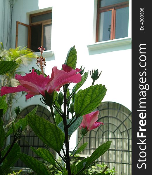 Pink flower against a white mansion background. Pink flower against a white mansion background