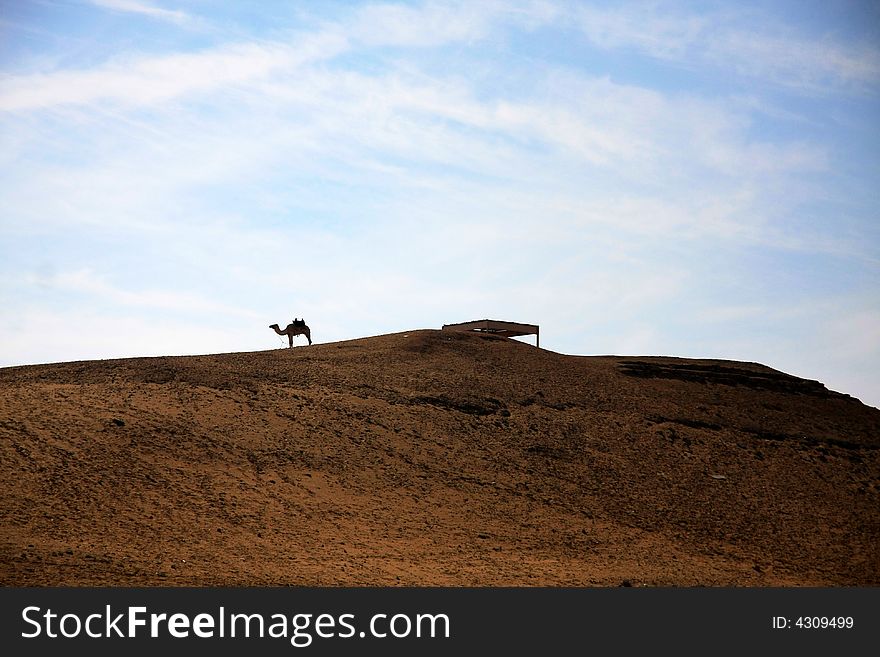 Camel in sahara desert, egypt. Camel in sahara desert, egypt