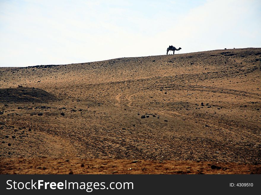 Camel In Sahara