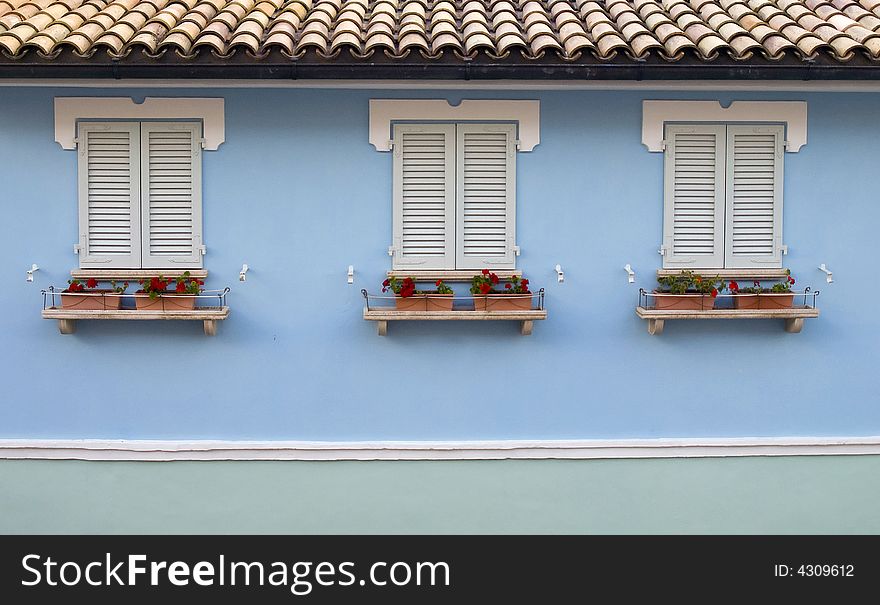 Three windows with cranesbills