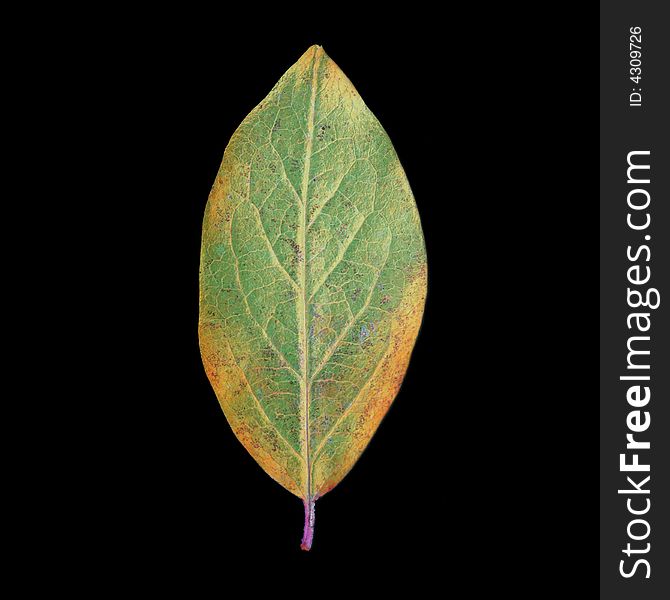 Green leaf close-up shot on black background